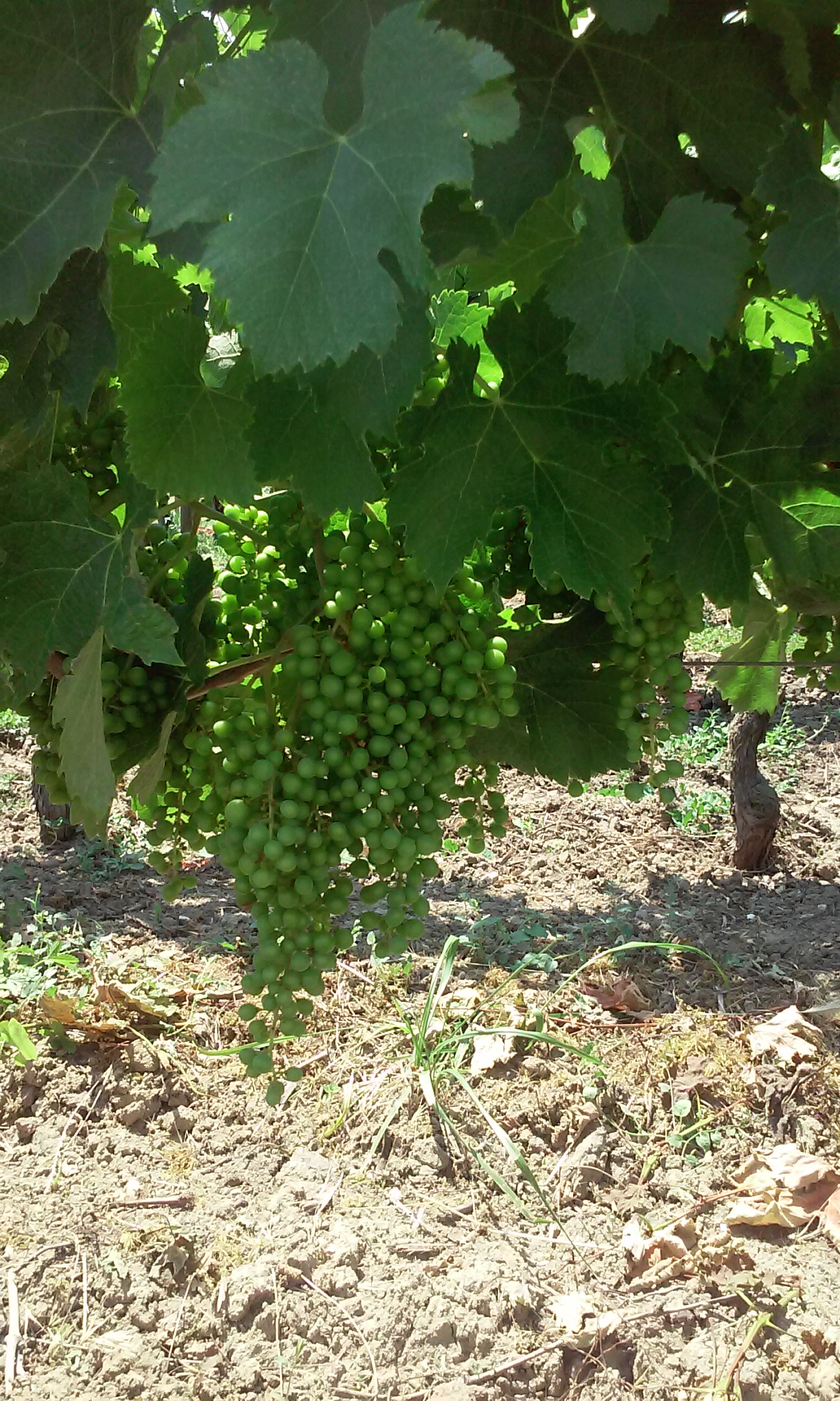 Vignoble Toumalin – Vers des vendanges précoces ?