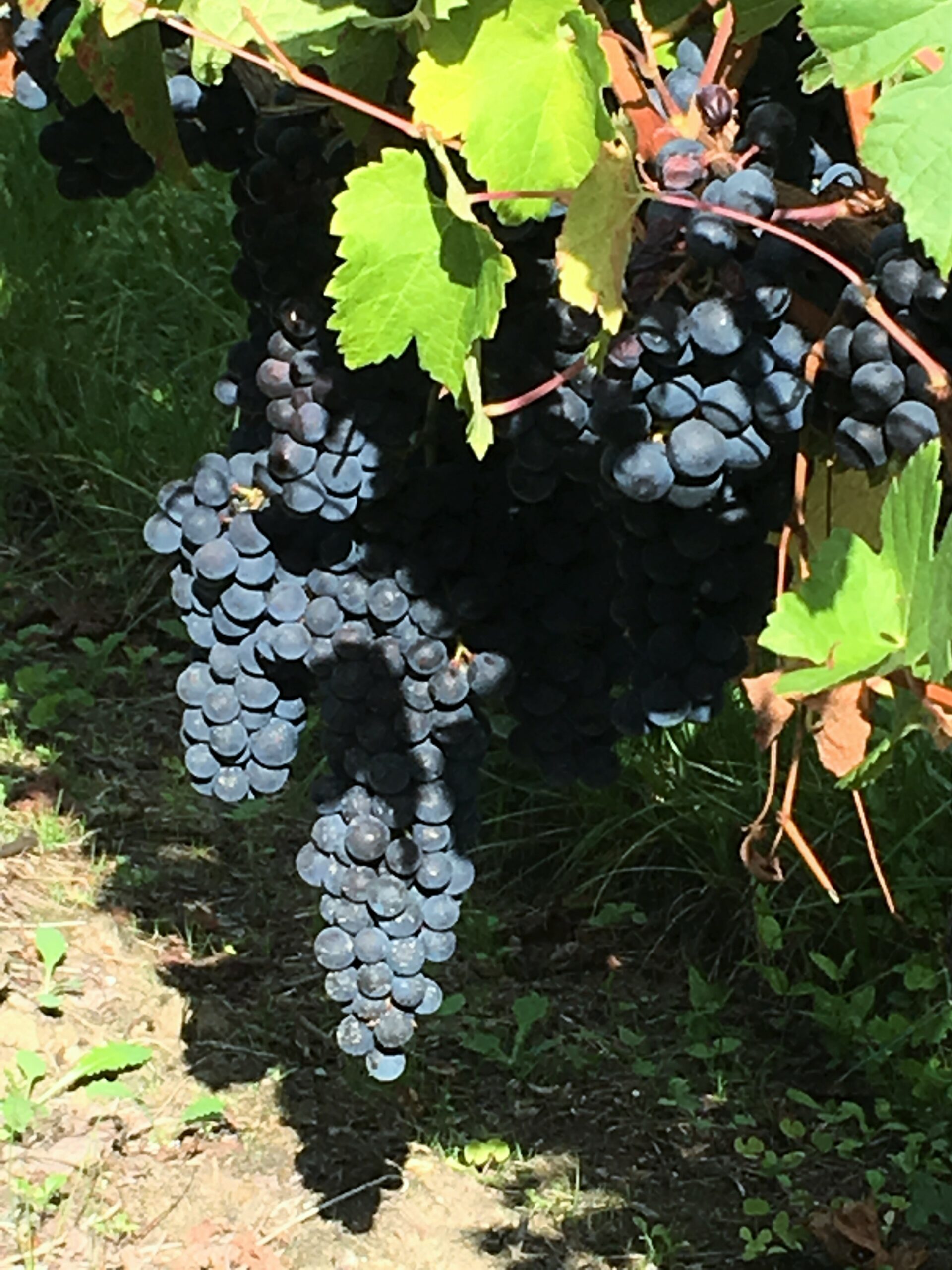 Vignoble Toumalin – Début des vendanges 2016