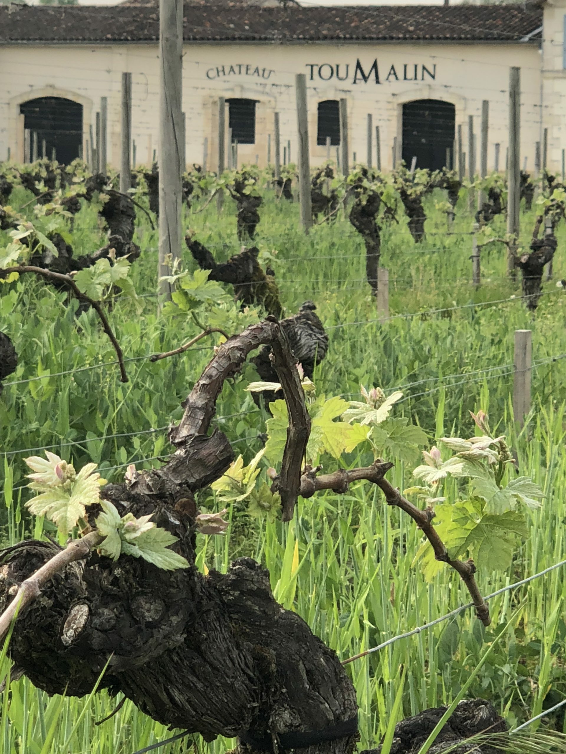 Vignoble Toumalin – Les premières feuilles apparaissent