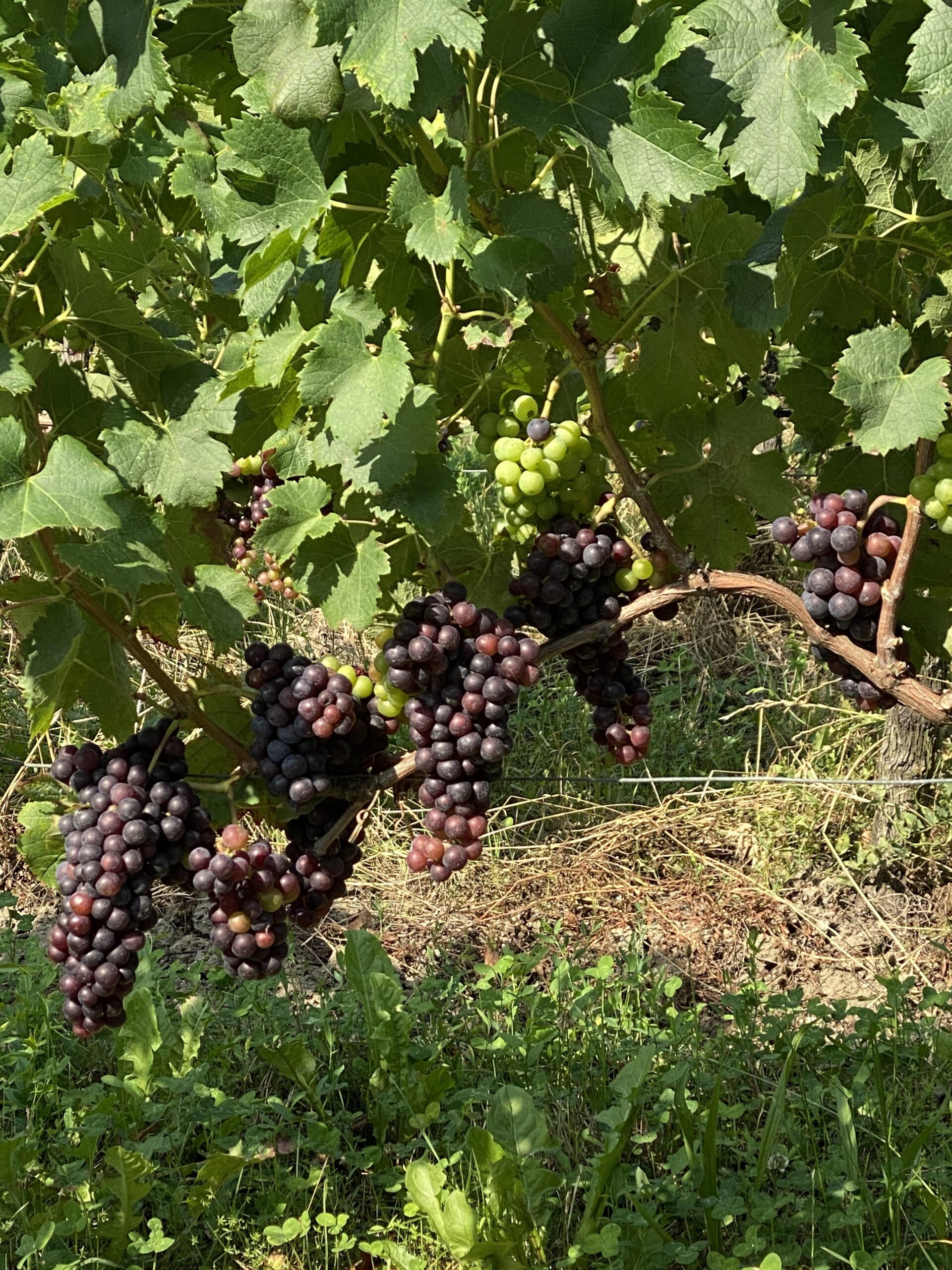 Vignoble Toumalin – Très belle véraison
