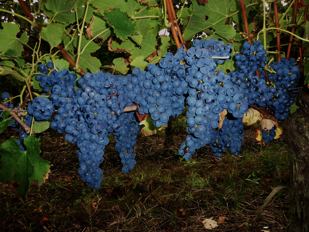 Harvest 2015: A promising vintage for Château TOUMALIN