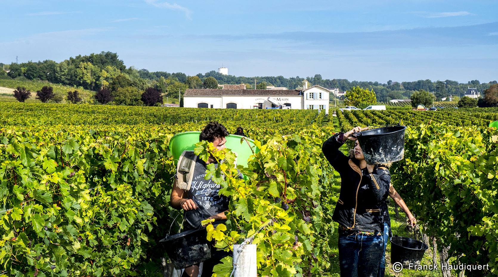 Vignoble Toumalin – Début des Vendanges 2017